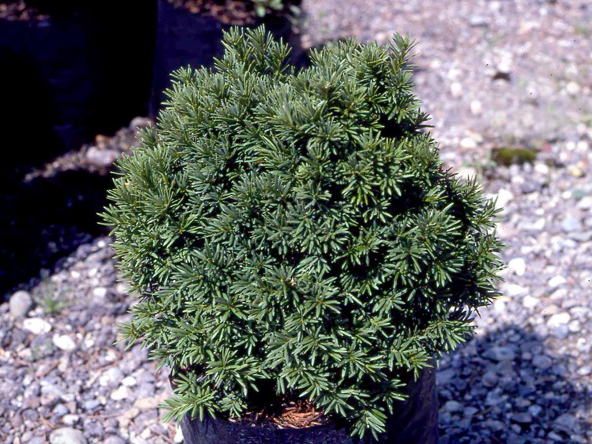 Zwergeibe Green Diamond