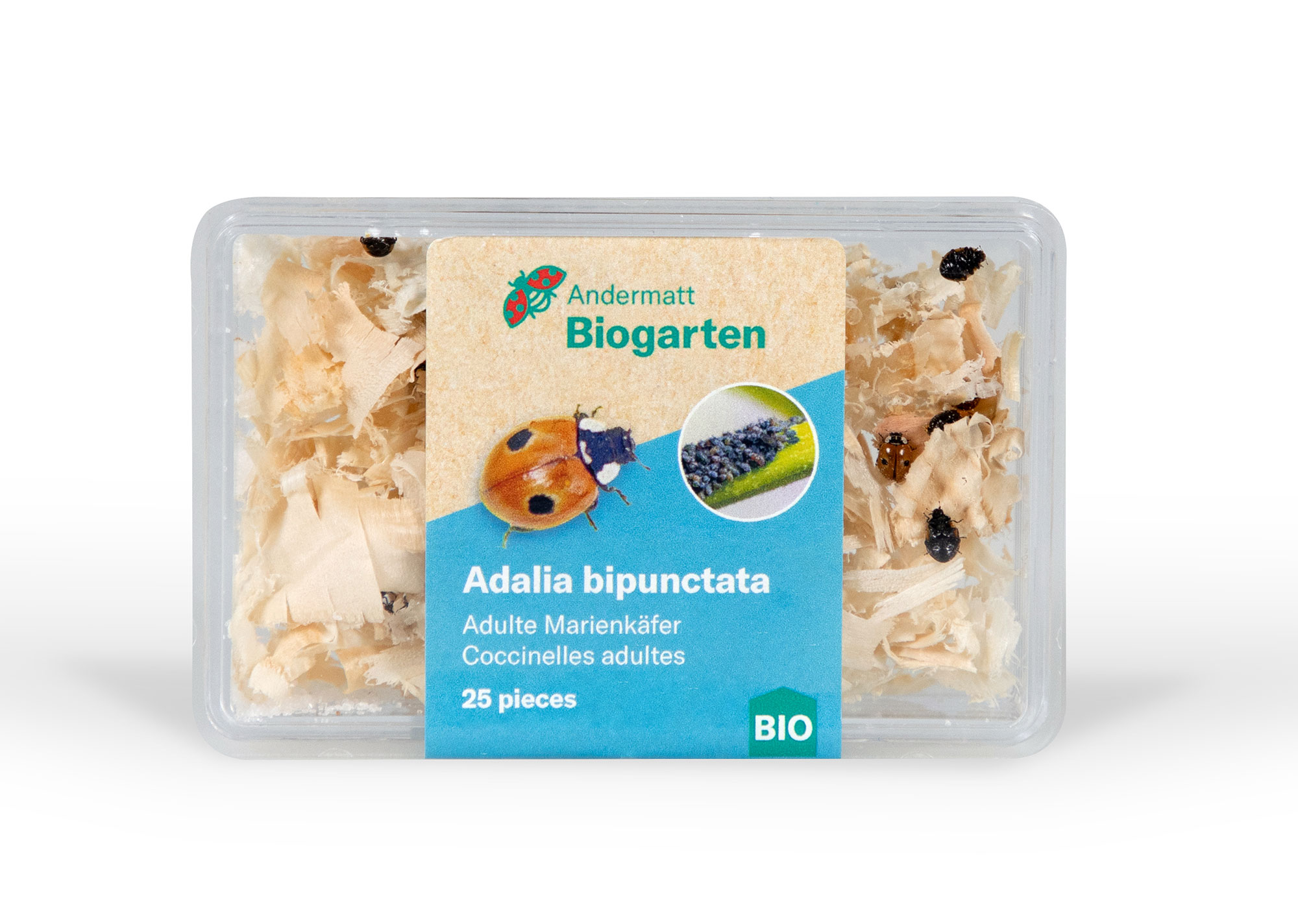 Adalia Marienkäfer & Marienkäferlarven