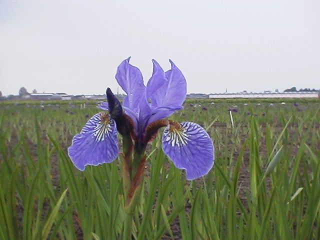 Sibirische Schwertlilie Blue King