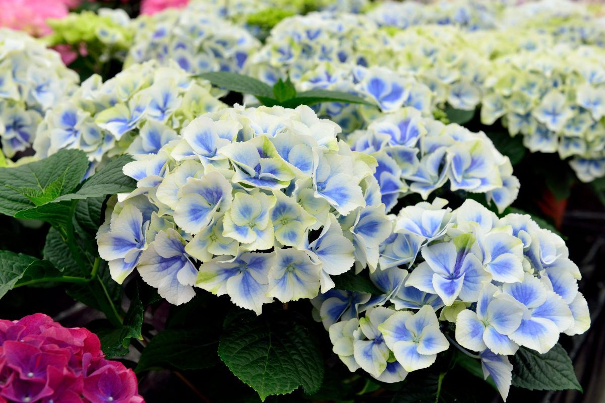 Gartenhortensie Bavaria Gartenhortensie Bavaria