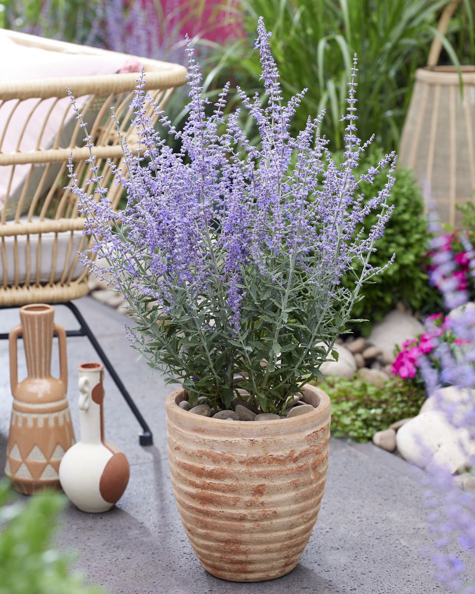 Blauraute Prime Time®