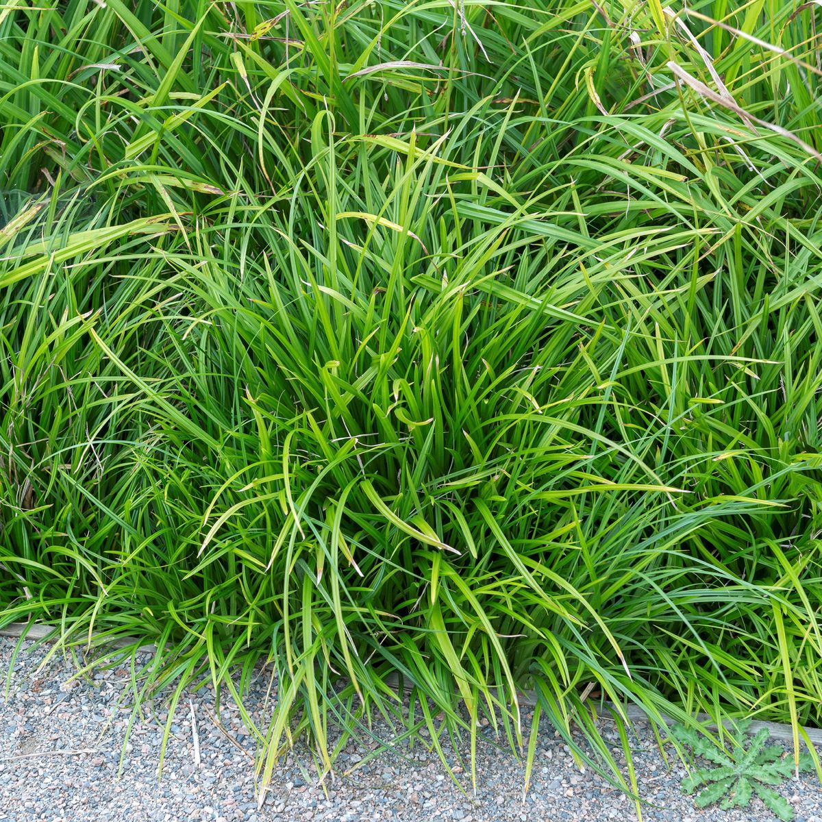 Japansegge Irish Green