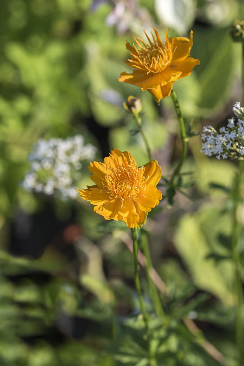 Trollblume Golden Queen