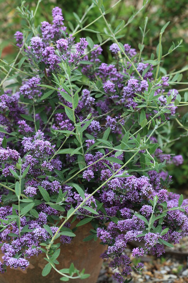 Schmalblättriger Sommerflieder Unique®