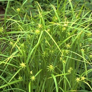 Morgensternsegge Morgensternsegge