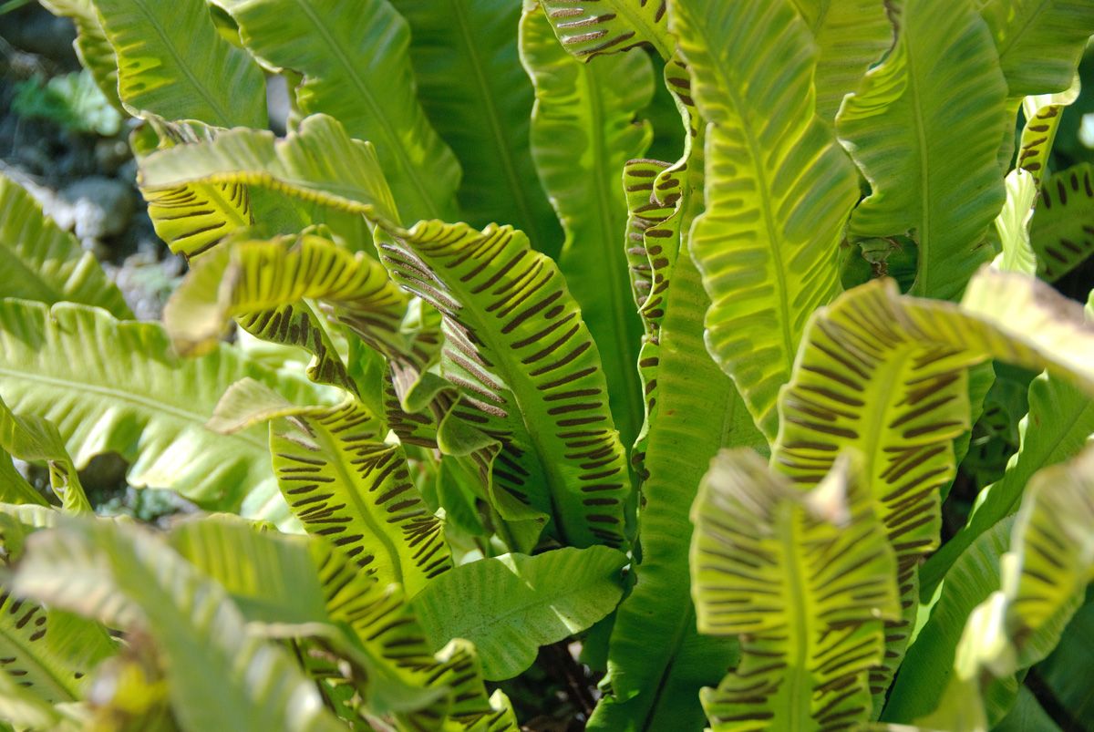 Hirschzungenfarn Hirschzungenfarn