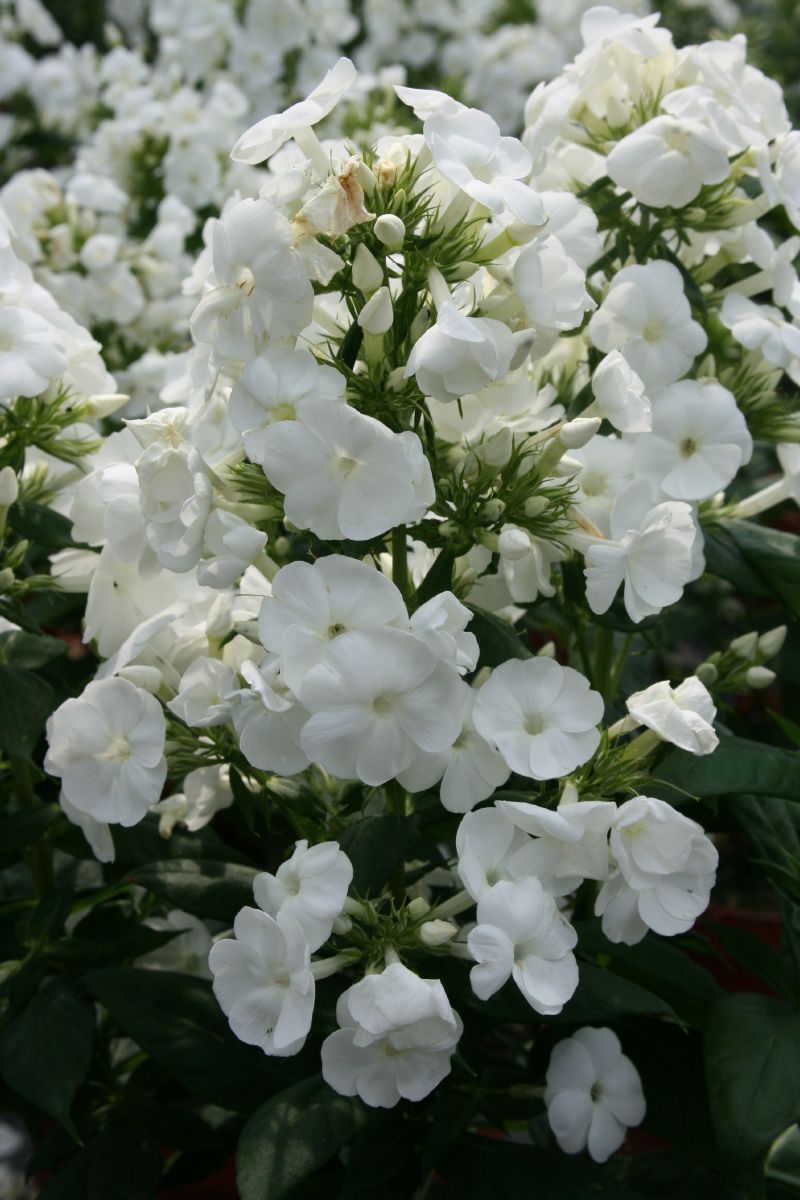 Hoher Staudenphlox, Peacock White