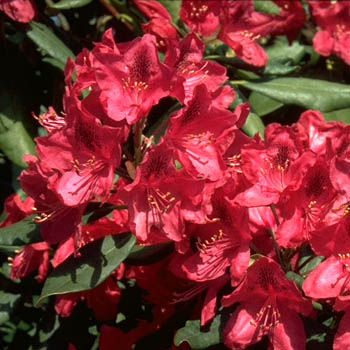 Rhododendron Nova Zembla
