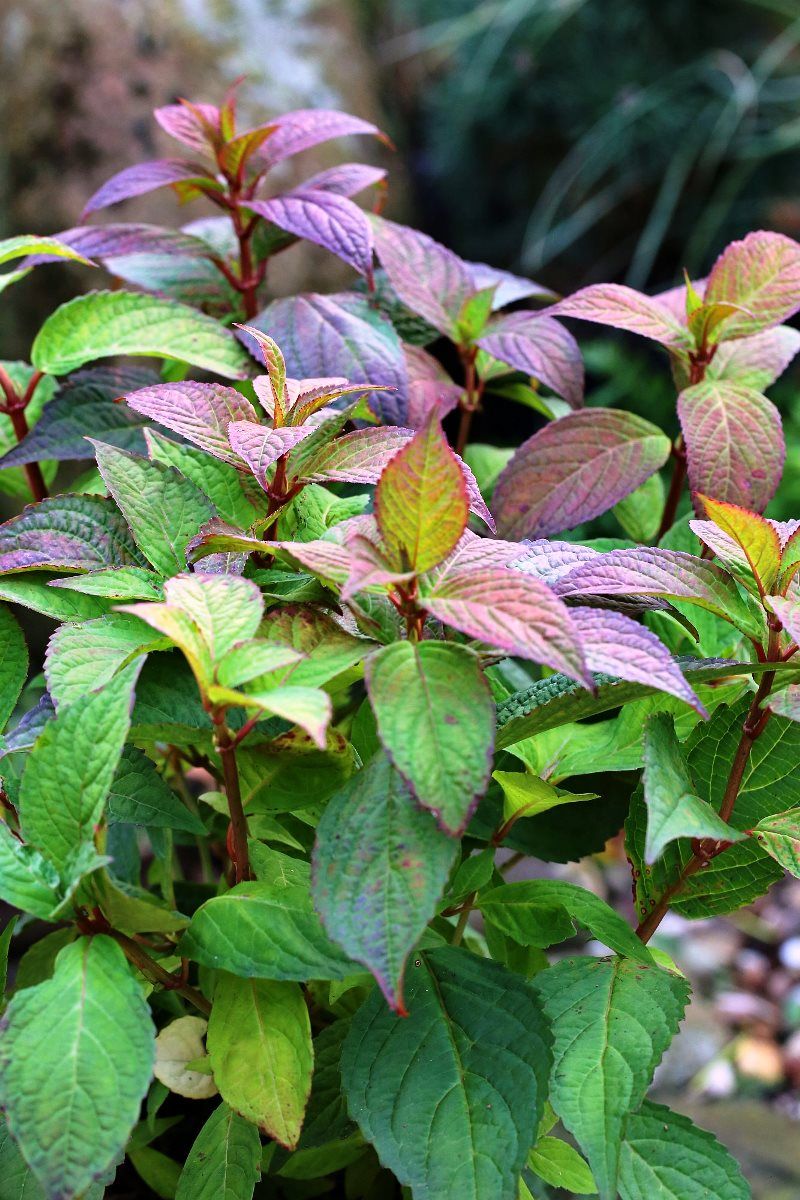 Teehortensie, Tellerhortensie Oamacha