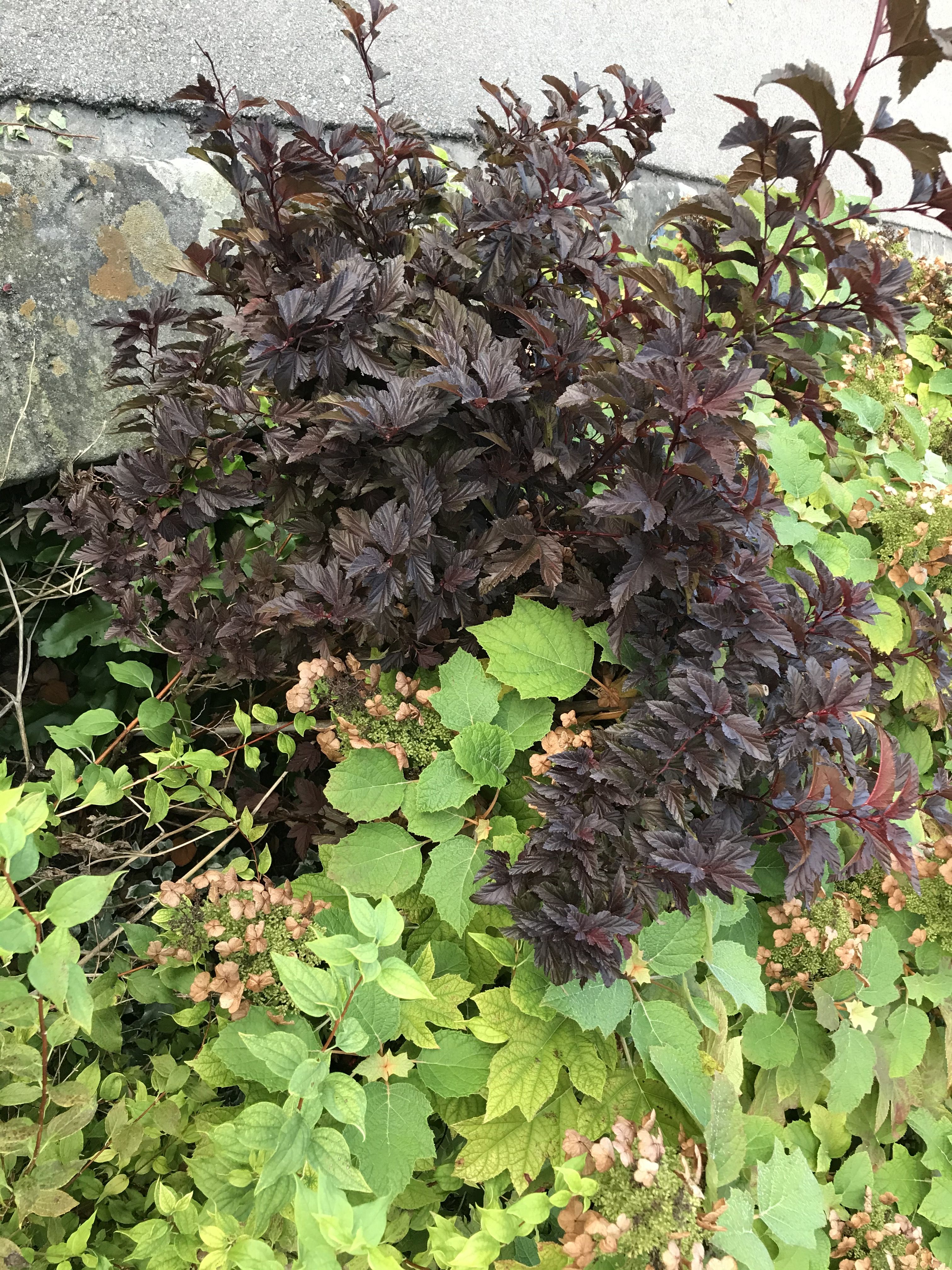 Zwergblasenspiere Little Angel® Zwergblasenspiere Little Angel®