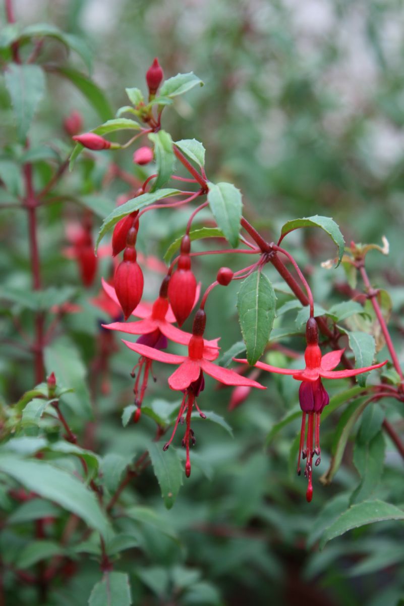 Freilandfuchsie Riccartonii