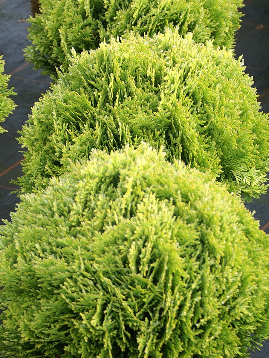 Goldkugeldlebensbaum Mirjam Goldkugeldlebensbaum Mirjam