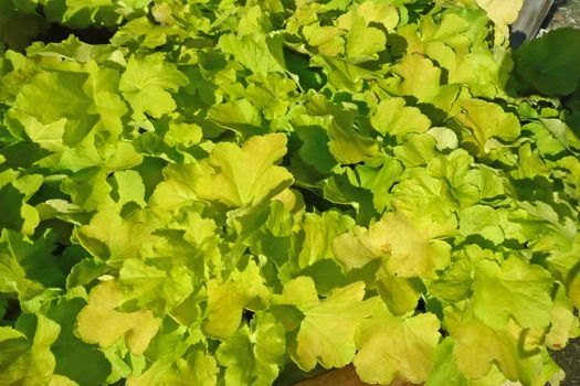 Purpurglöckchen Citronelle® Purpurglöckchen Citronelle®