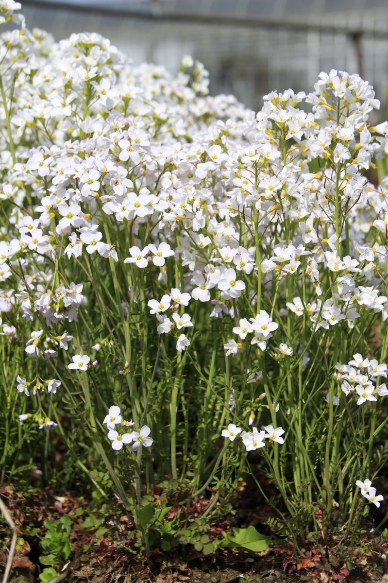 Wiesenschaumkraut, Pfingstblume, Kälberkes Wiesenschaumkraut, Pfingstblume, Kälberkes