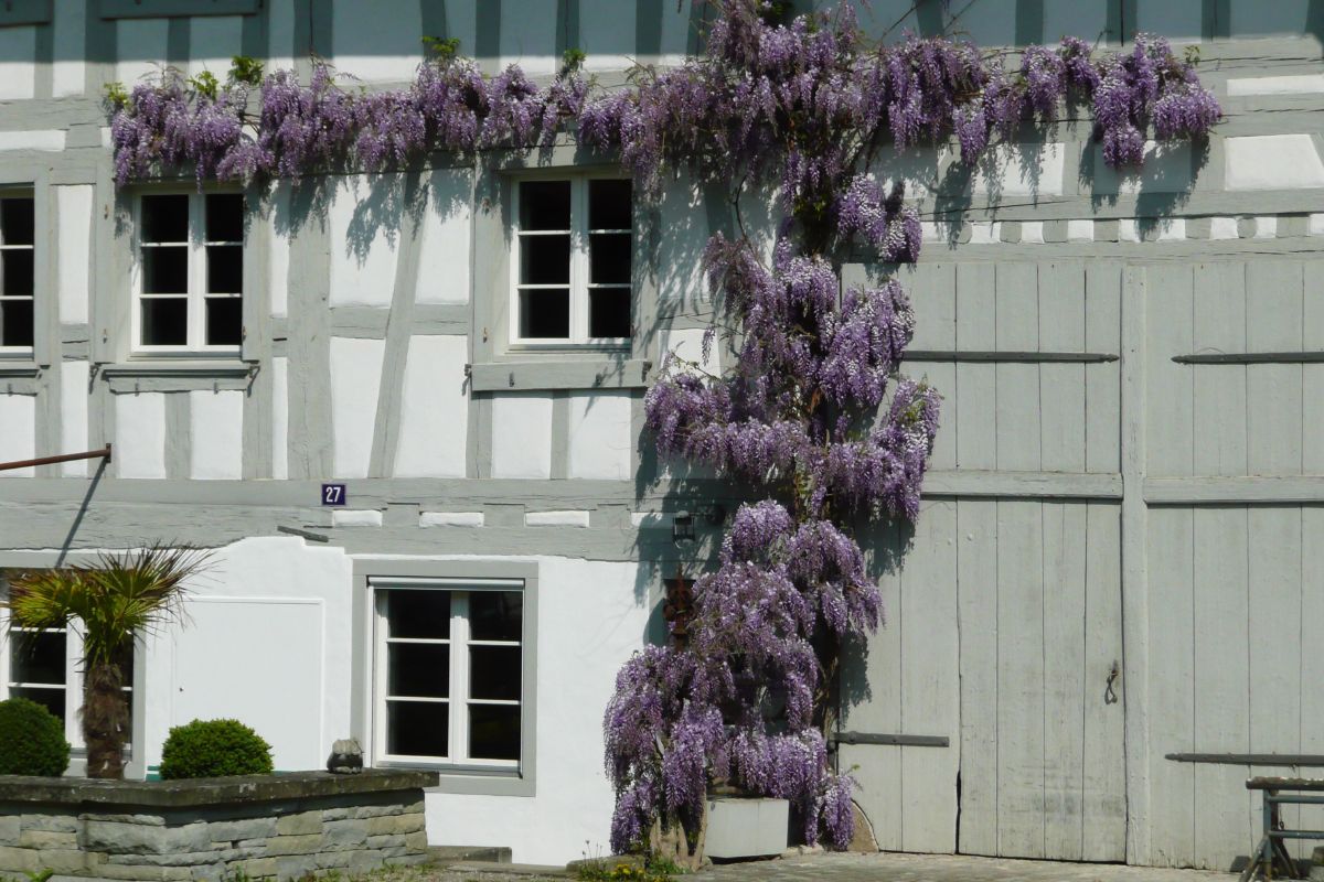 Glyzine, Blauregen