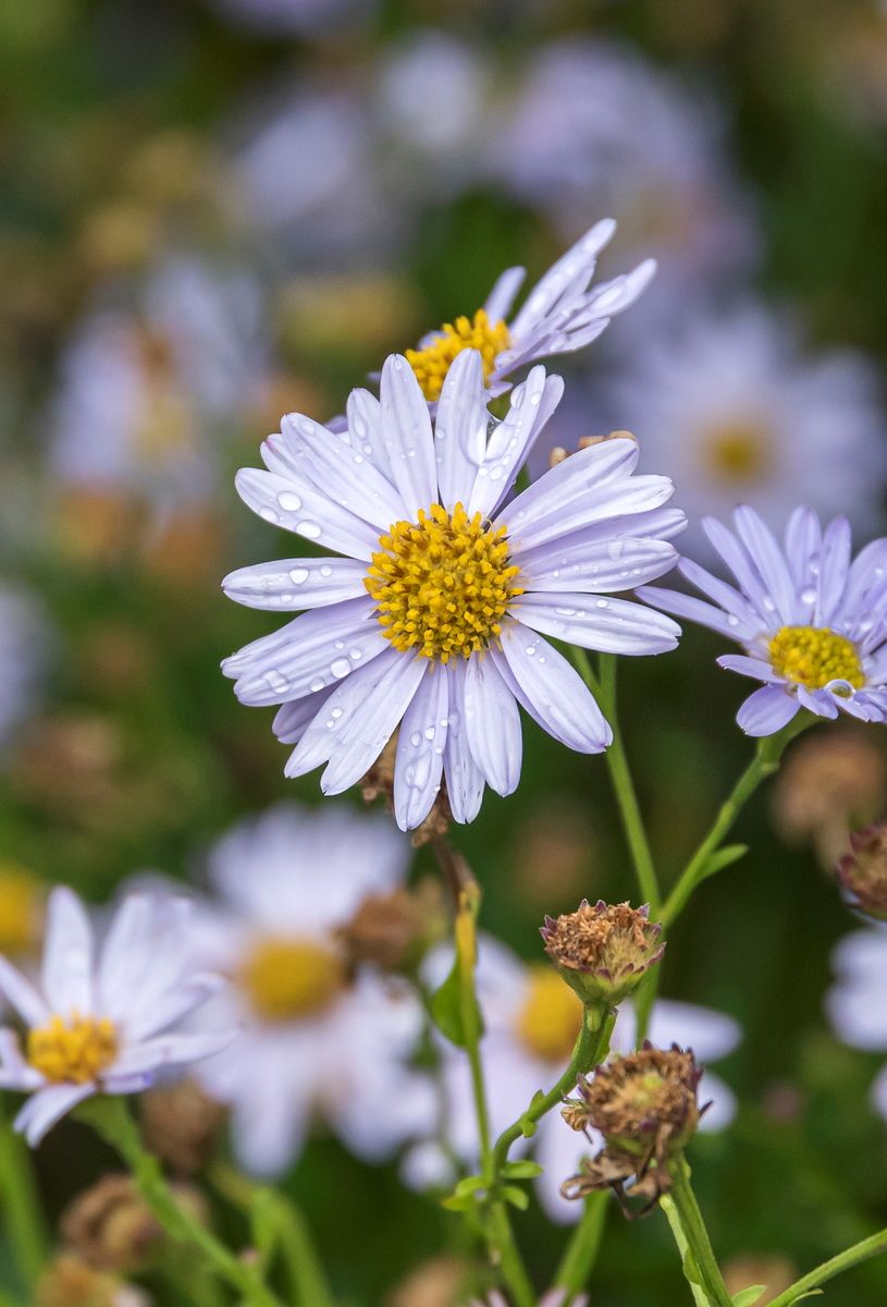 Schönaster Blue Star