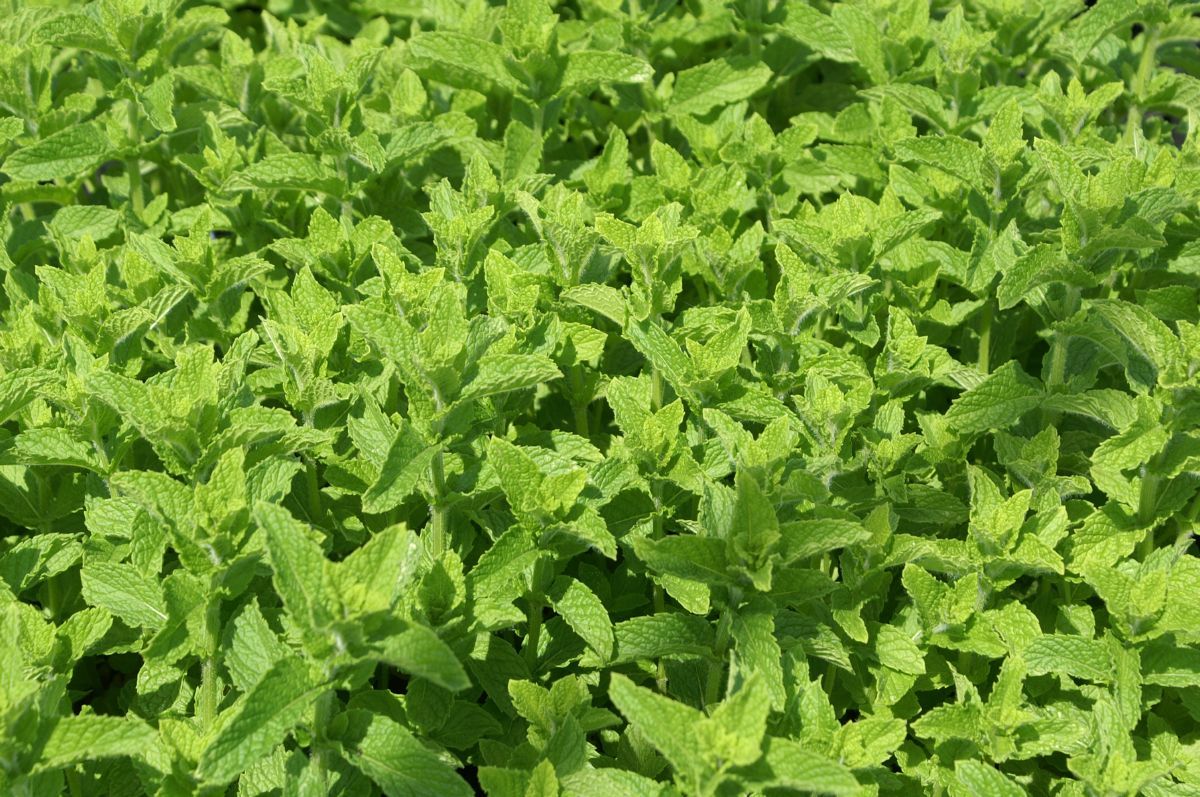 Ananasminze Citrata Ananas