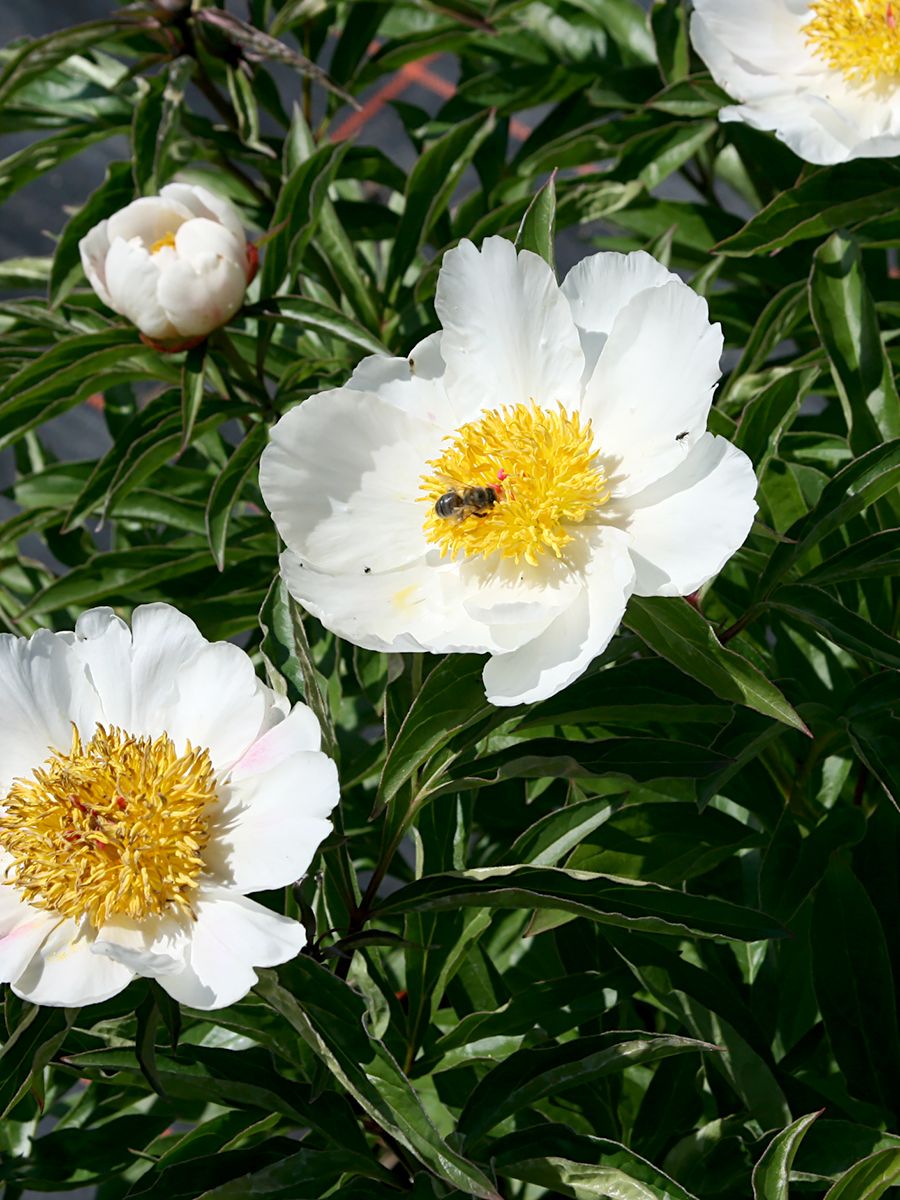 Pfingstrose White Wings