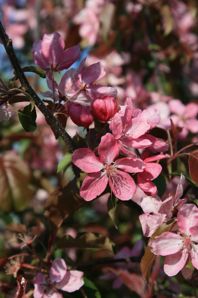 Zierapfel Rudolph Zierapfel Rudolph