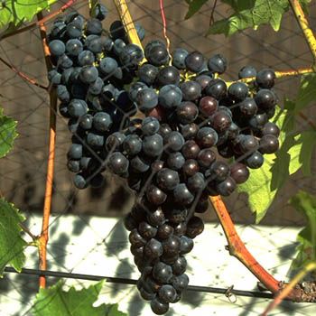 Muscat Bleu Hausgartenrebe (anspruchslos) Muscat Bleu Hausgartenrebe (anspruchslos)