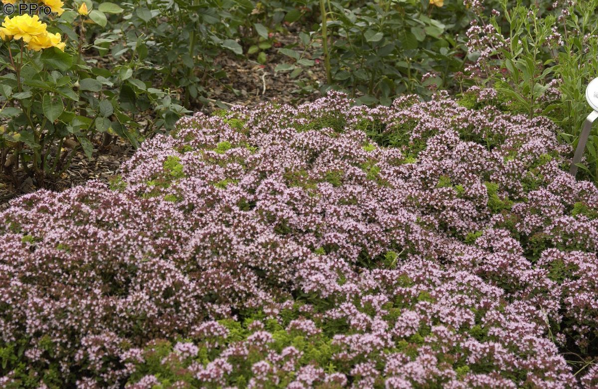 Polsteroregano Compactum