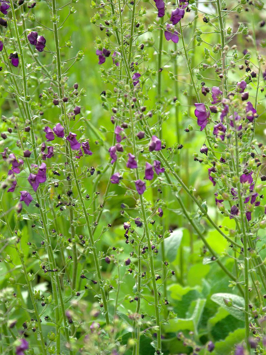 Königskerze Violetta