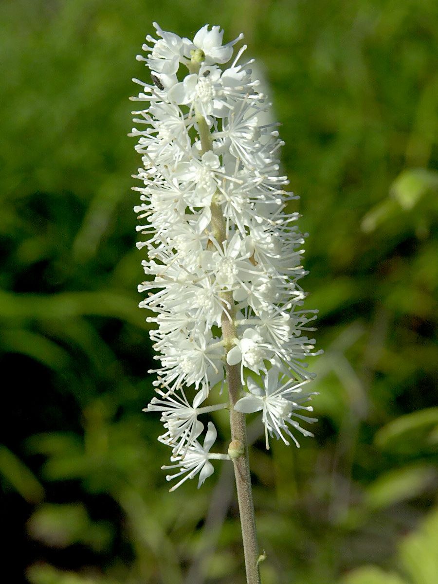 Silberkerze
