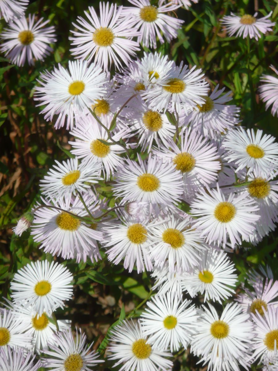 Berufskraut, Feinstrahl Sommerneuschnee Berufskraut, Feinstrahl Sommerneuschnee