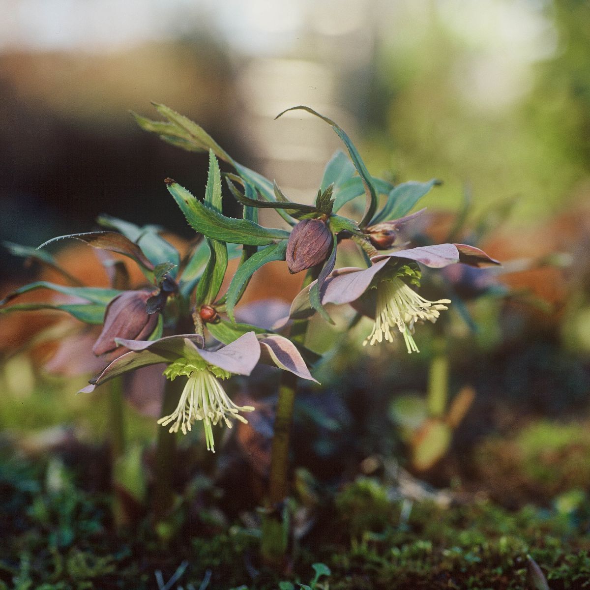 Christrose