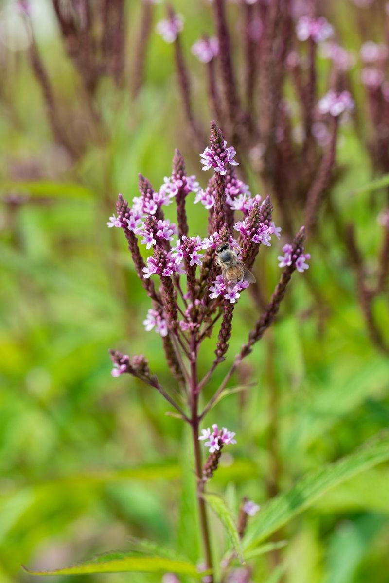Lanzeneisenkraut Pink Spires
