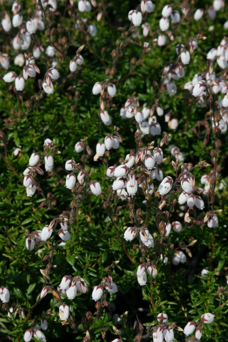 Irische Heide Cinderella