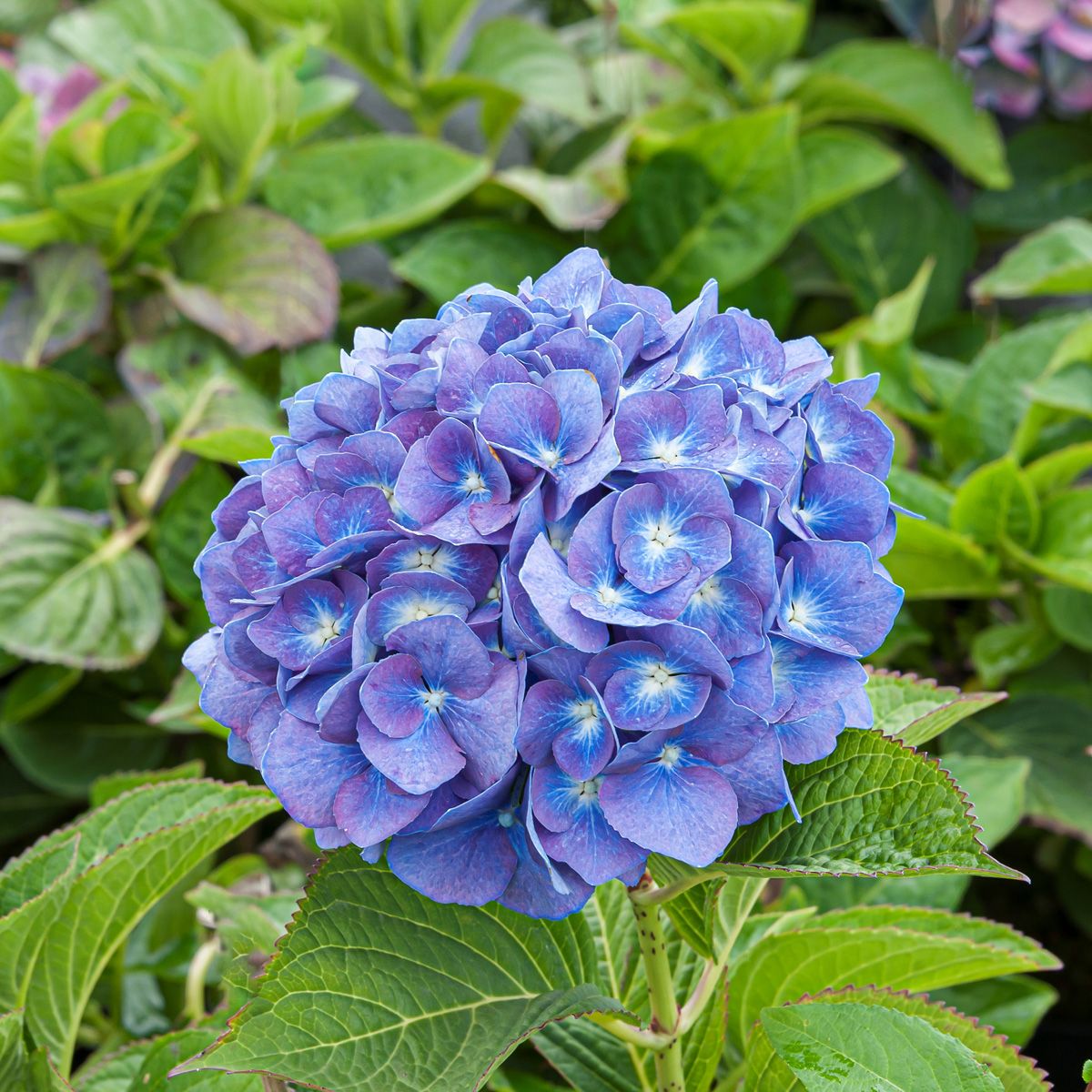 Gartenhortensie Everbloom Blue Heaven®