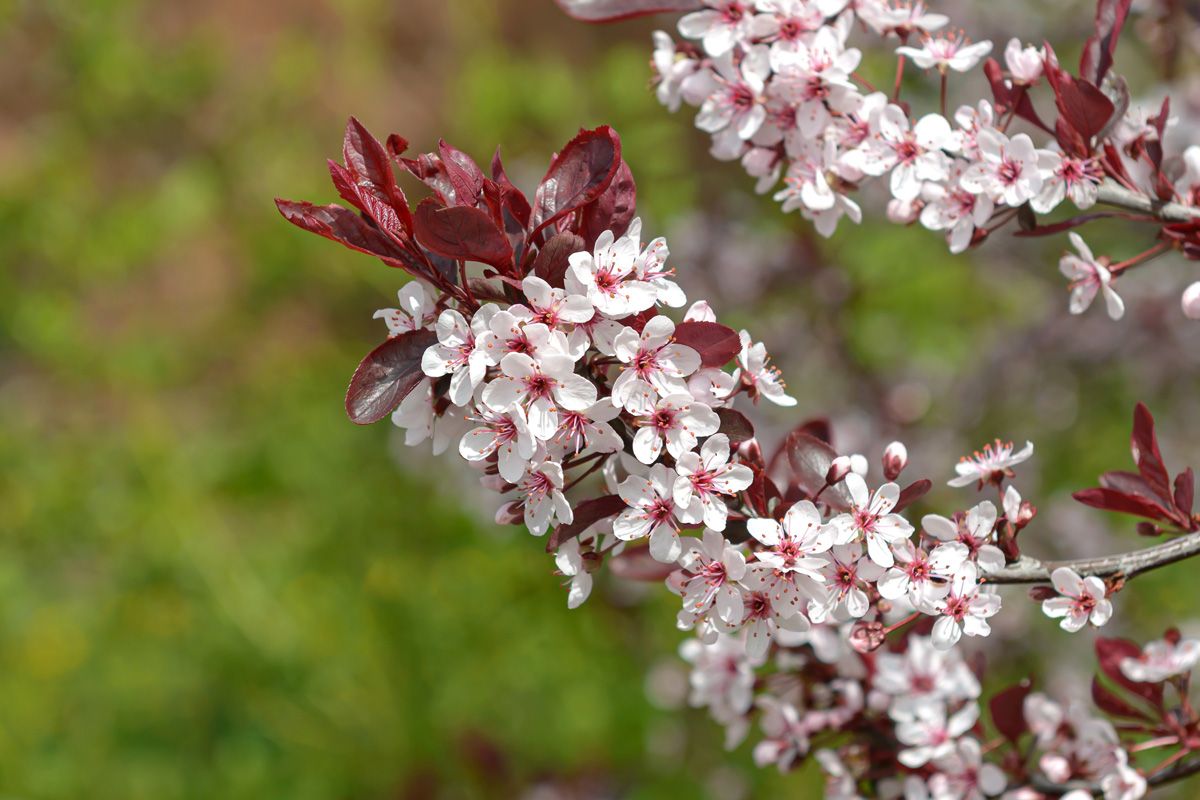 Zwergblutpflaume Zwergblutpflaume