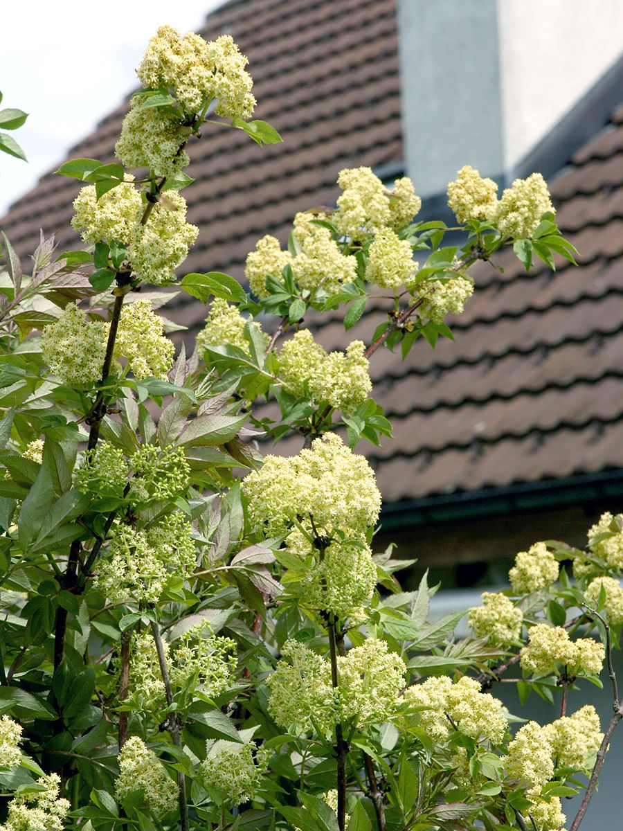 Traubenholunder, Roter Holunder