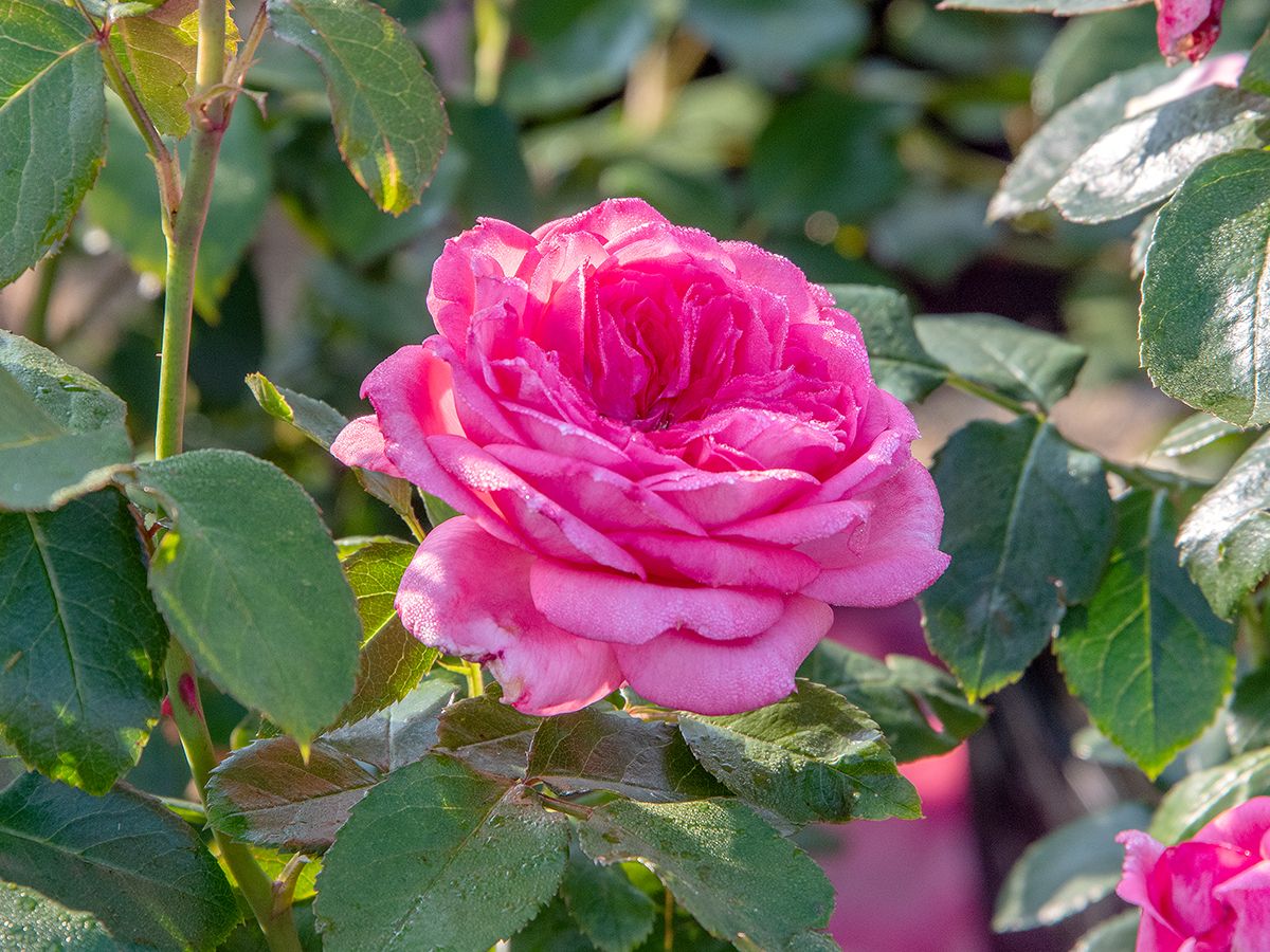 La Rose de Molinard® Strauchrose La Rose de Molinard® Strauchrose