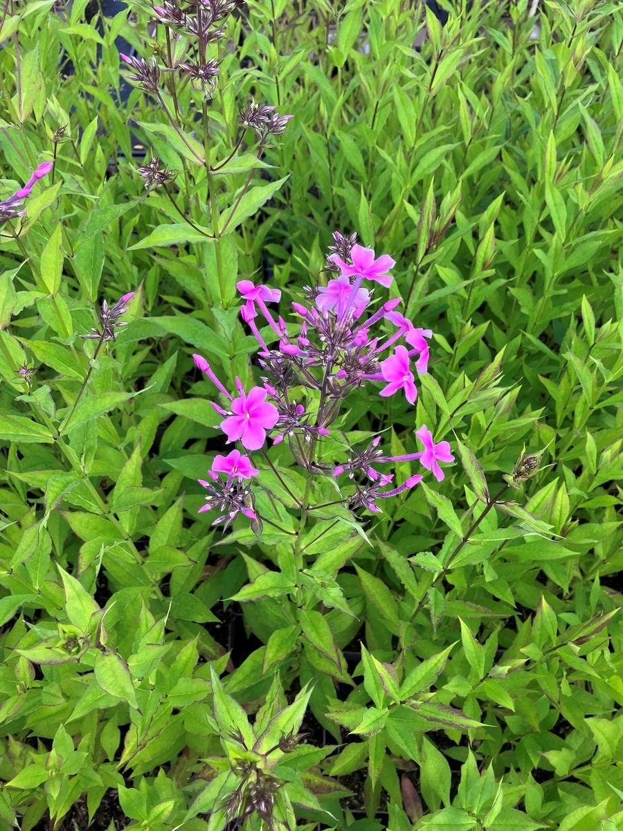 Grossblattphlox JS Christine