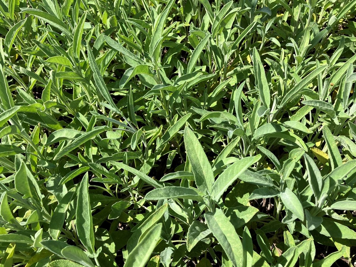 Garten-Salbei Extrakta