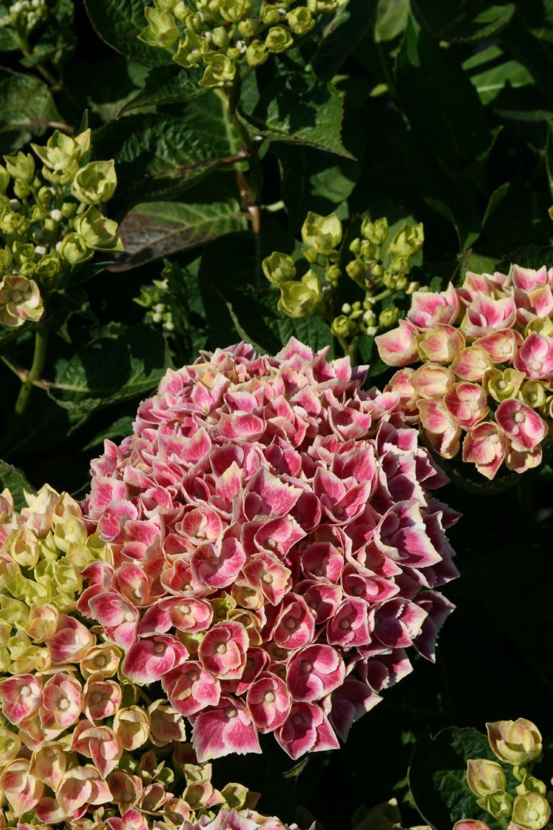 Gartenhortensie Camilla®