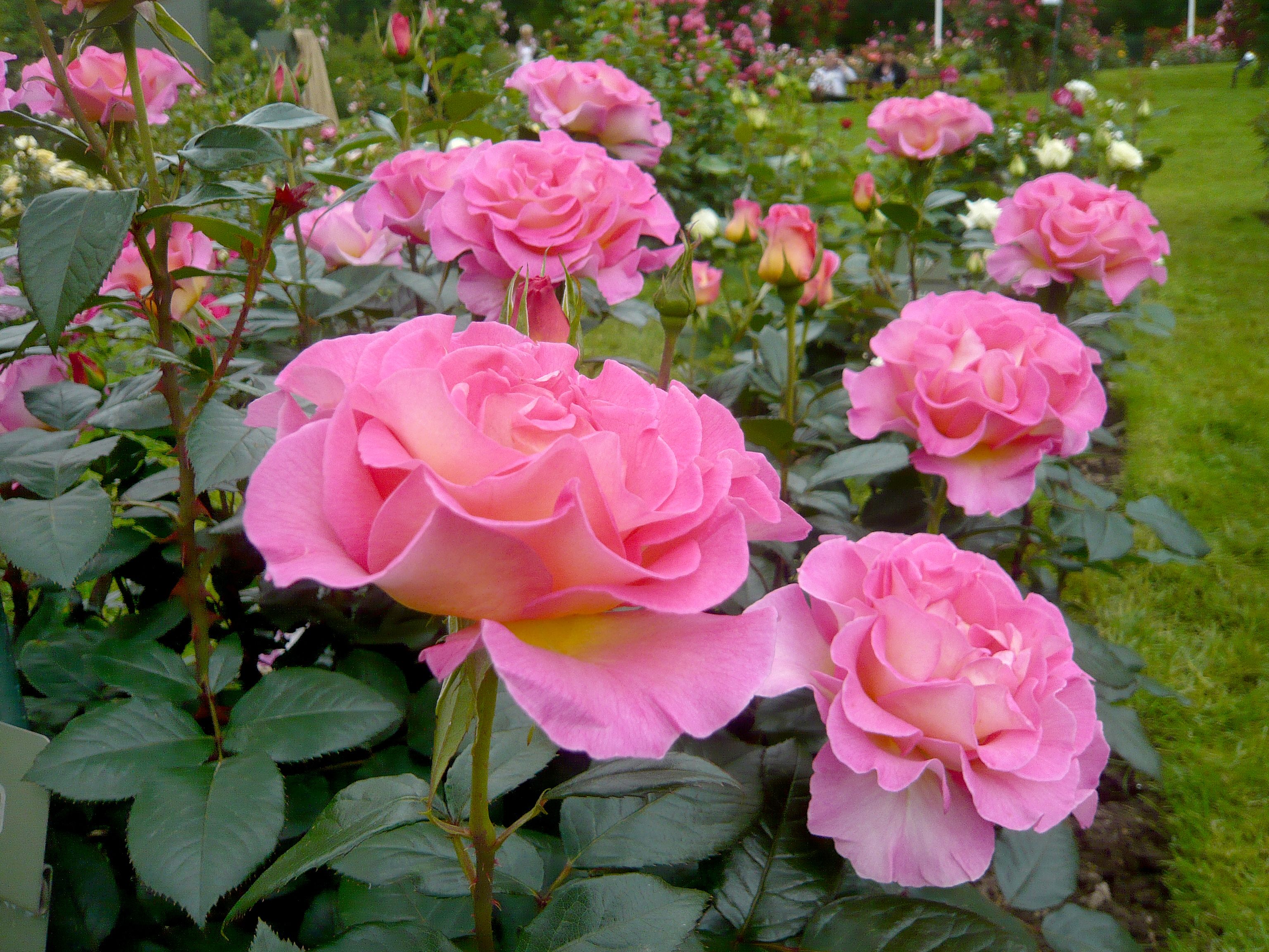 Pink Paradise® Grossblumige Buschrose (Teehybride)