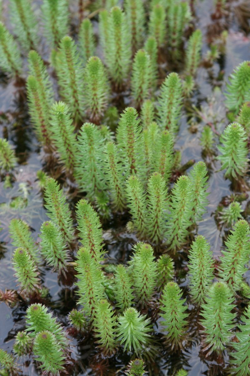 Tannenwedel