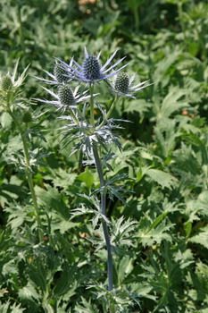 Edeldistel, Mannstreu Big Blue