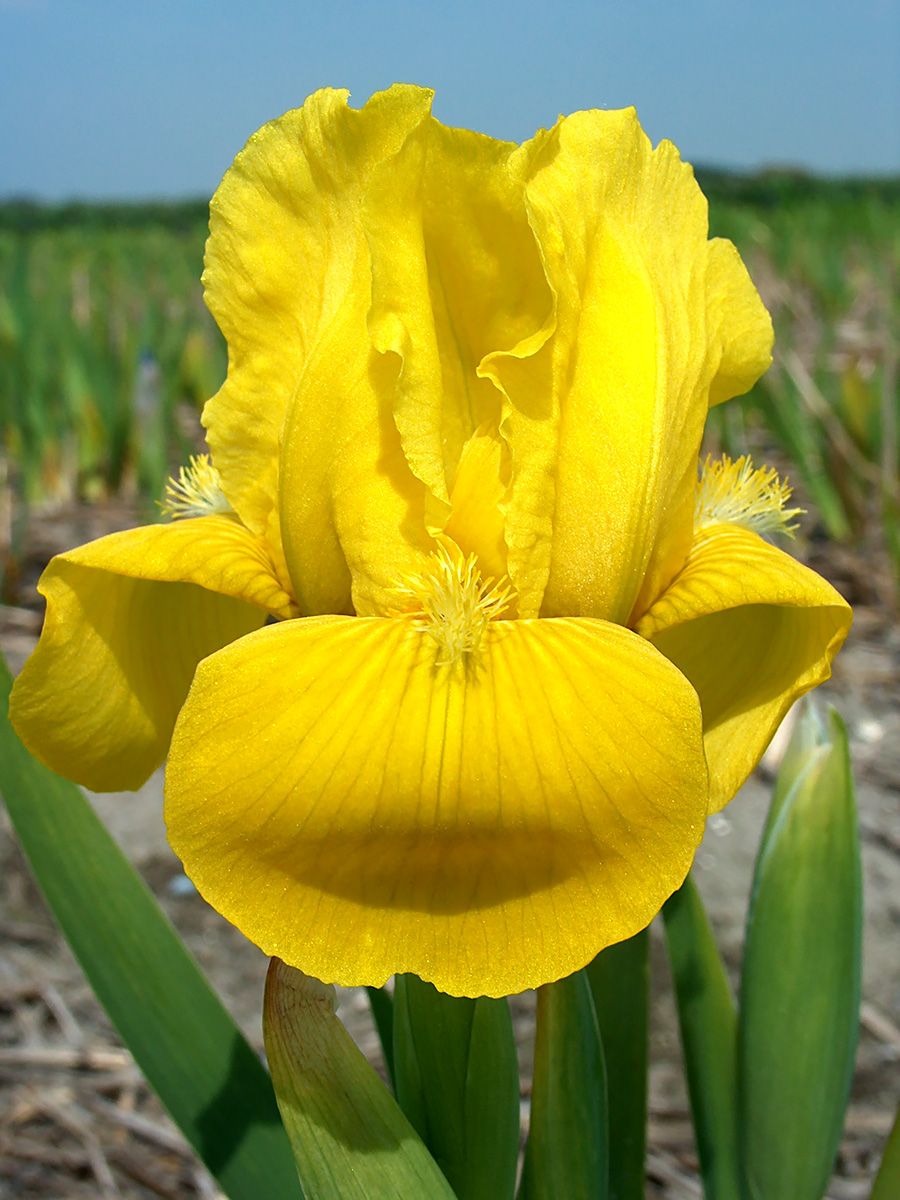 Zwergbartiris, Zwergschwertlilie Brassie Zwergbartiris, Zwergschwertlilie Brassie