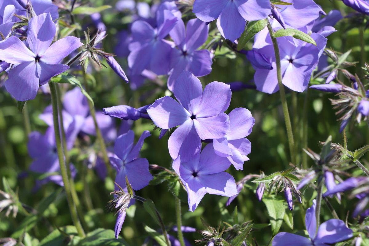 Wald-Phlox Blue Moon