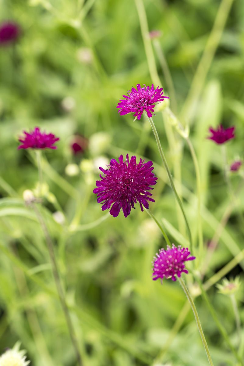 Witwenblume Red Knight Witwenblume Red Knight