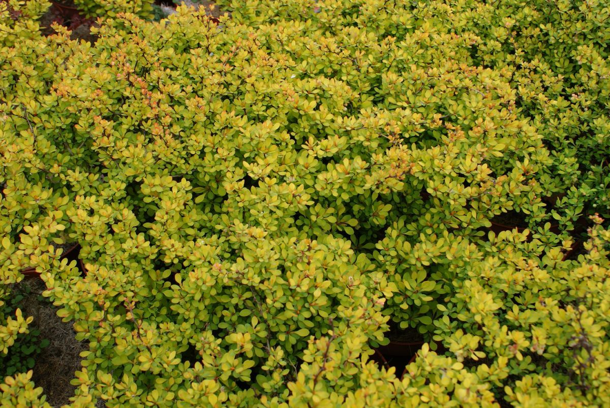 Goldkissenberberitze Bonanza Gold