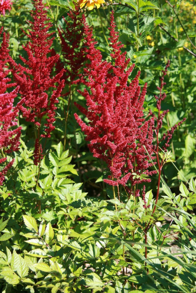 Prachtspiere Glut