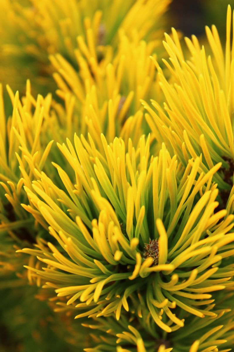 Goldlegföhre Winter Gold Goldlegföhre Winter Gold