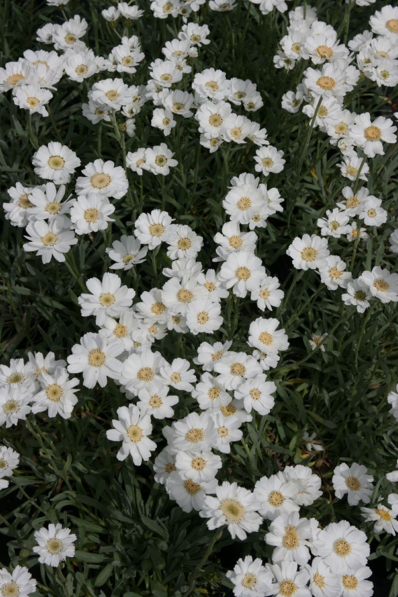 Dalmatiner Silbergarbe Dalmatiner Silbergarbe