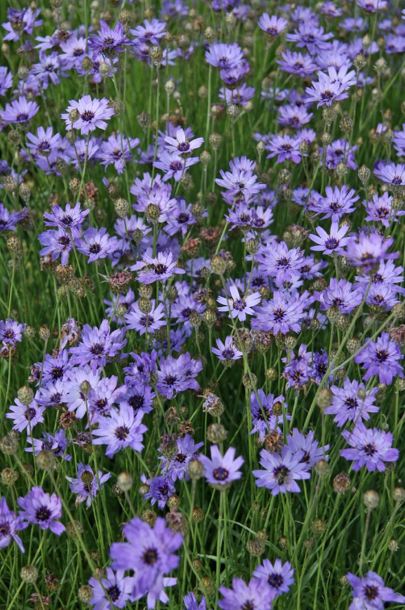Rasselblume