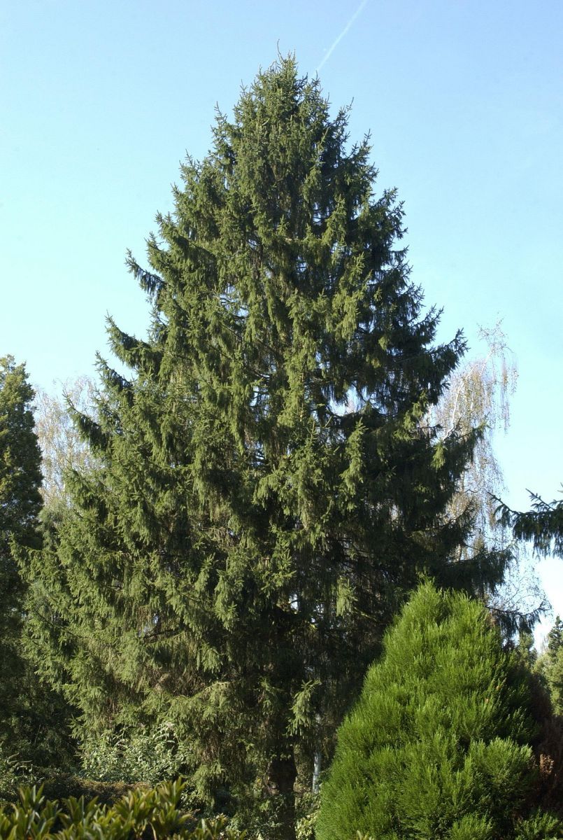 Rotfichte Rotfichte